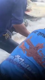 Инцидент с черепахами на Пхукете
